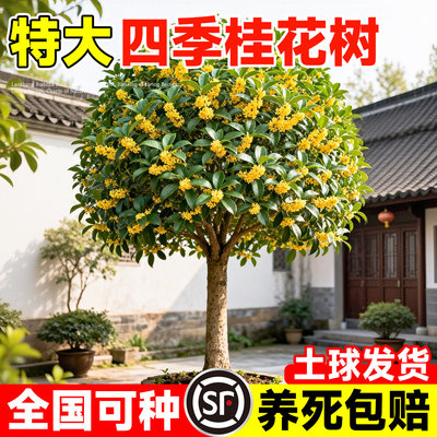 特大四季桂花树苗庭院地栽丹桂金桂室外大树绿化盆栽开花绿植花卉