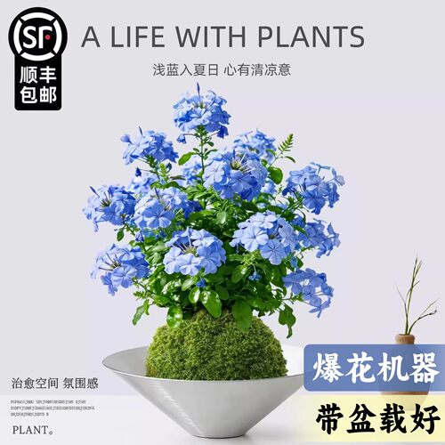 蓝雪花盆栽苔藓球植物花卉好养活