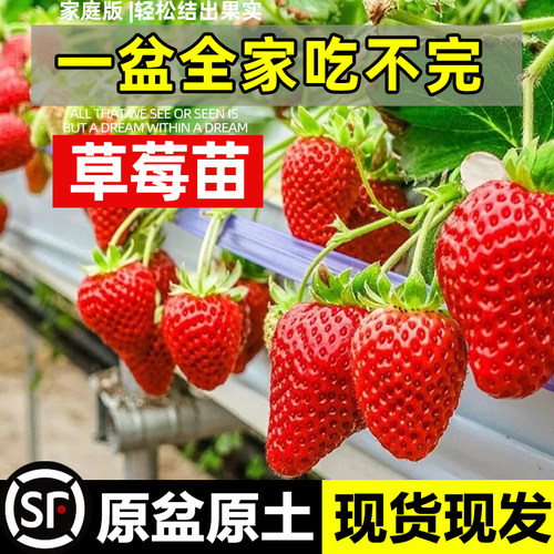 红颜草莓苗盆栽奶油四季结果