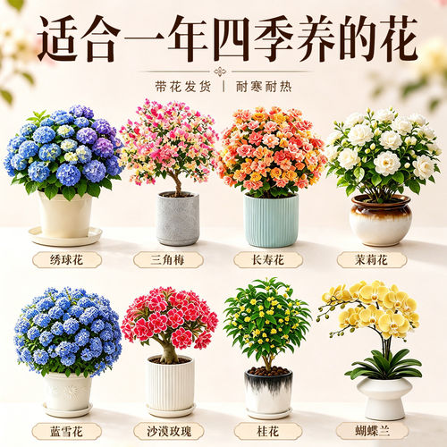 适合一年四季养的花耐寒耐热开花