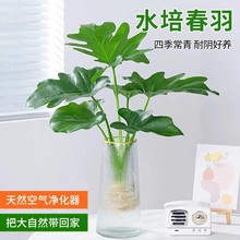 龙鳞春羽水培植物绿植花卉盆栽室内易养活龟背竹无土春雨好水养