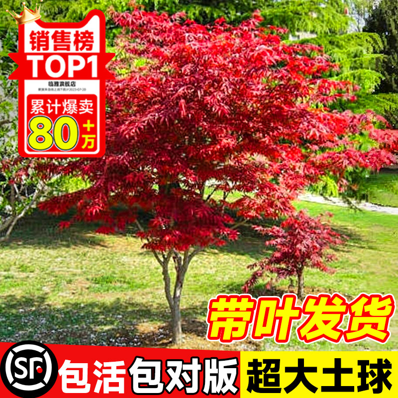 正宗红枫树苗庭院别墅植物日本红舞姬老桩盆景室外四季绿化盆栽图片