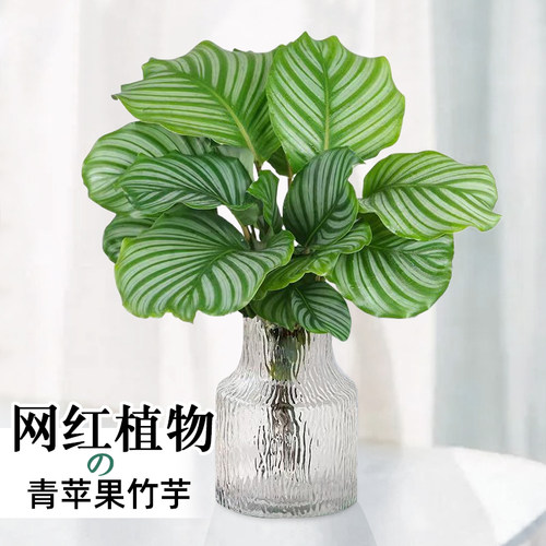 水培青苹果竹芋吉利红春羽紫露兰植物室内客厅水养盆栽铂金钻绿植