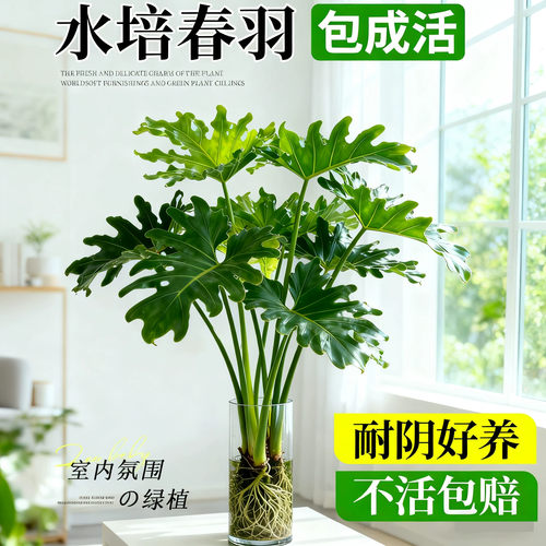春羽水培植物室内客厅盆栽办公室桌面水养绿植大叶龟背竹四季好养