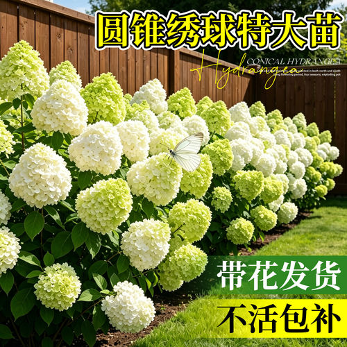 圆锥绣球石灰灯绣球花大苗盆栽香草草莓绿植阳台室外庭院花卉植物