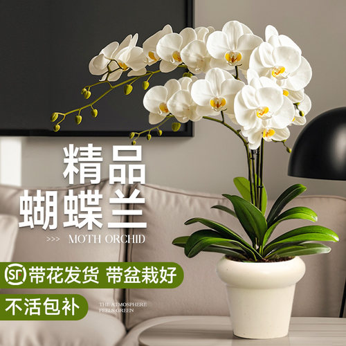 蝴蝶兰盆栽带花苞四季易养活花卉