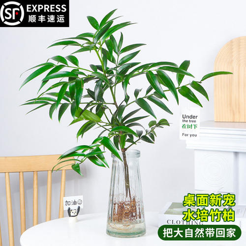 水培植物驱蚊竹柏室内桌面盆栽办公室桌面水养花卉四季常青好养活