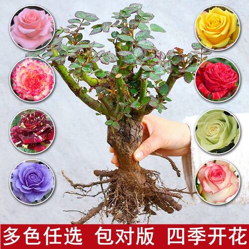 月季花苗玫瑰老桩盆栽四季开花室内室外庭院见土就活的花花苗老根