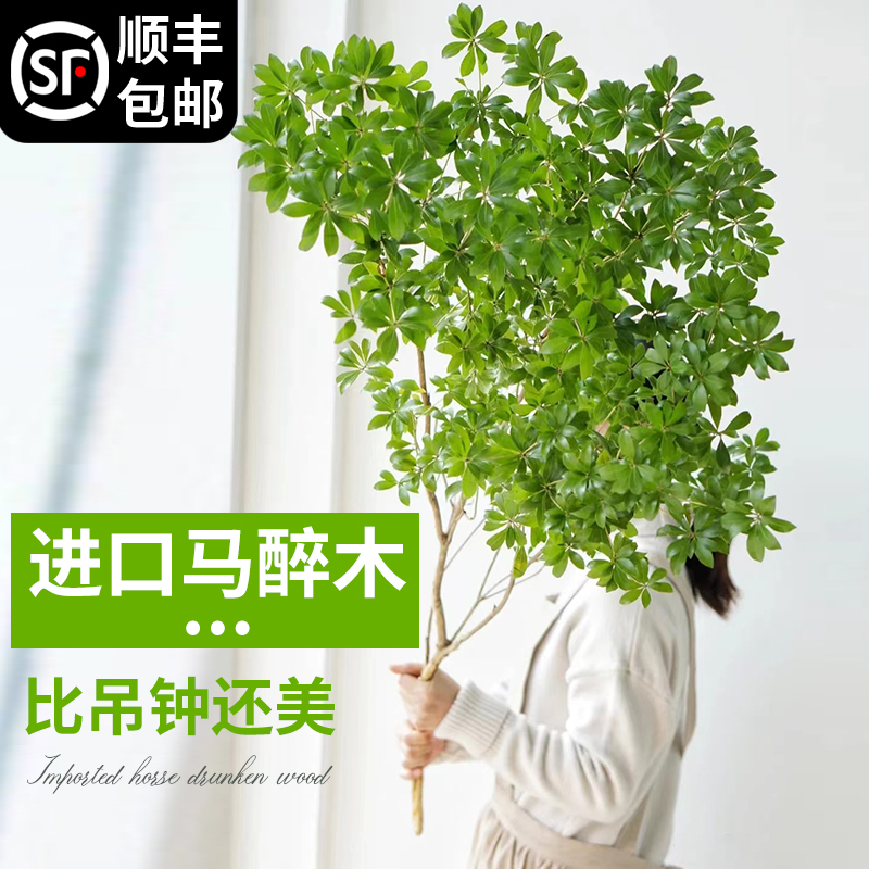 进口马醉木水培植物鲜切枝美男树吊钟枝条室内客厅水养绿植盆栽
