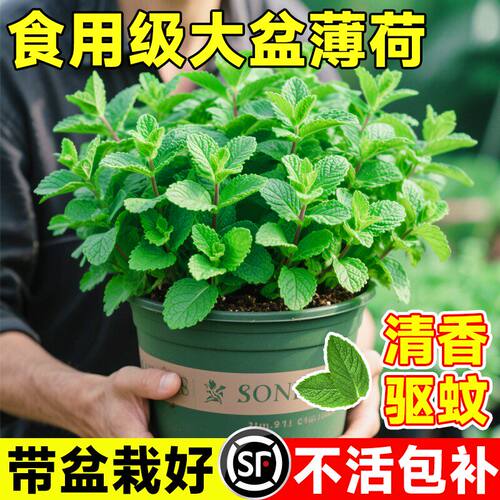薄荷盆栽可食用柠檬薄荷苗室内绿植花卉办公室驱蚊驱虫植物迷迭香