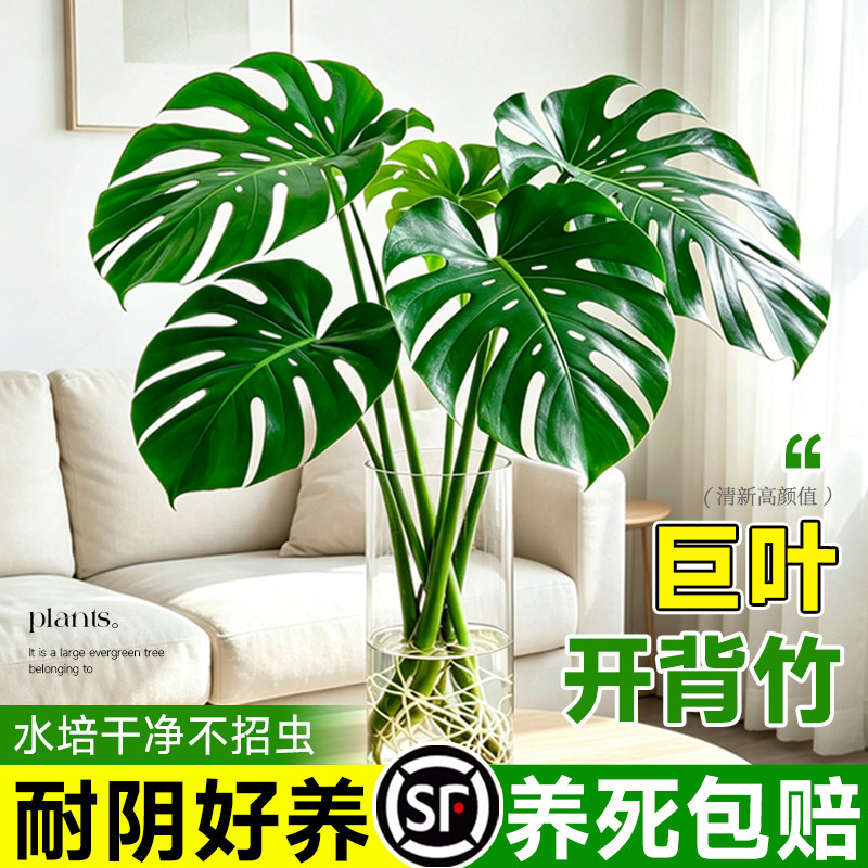 龟背竹水培植物大型绿植室内盆栽图片