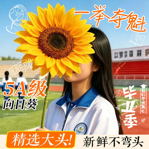 【顺丰包邮】向日葵鲜花云南基地