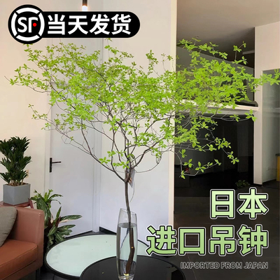 日本吊钟马醉木水培植物室内好养