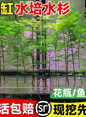 水培水杉鱼缸造景溪流缸盆栽盆景