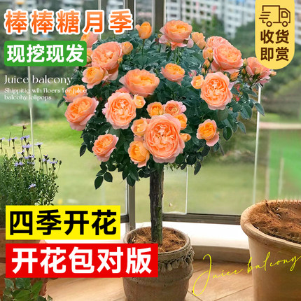 棒棒糖果汁阳台月季树桩开花卉浓香多头玫瑰红果汁苗室内四季盆栽