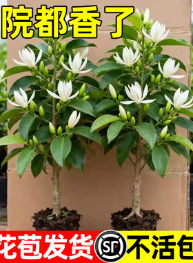 白兰花盆栽带花苞黄角兰树苗植物