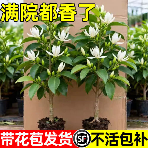白兰花盆栽带花苞黄角兰树苗植物