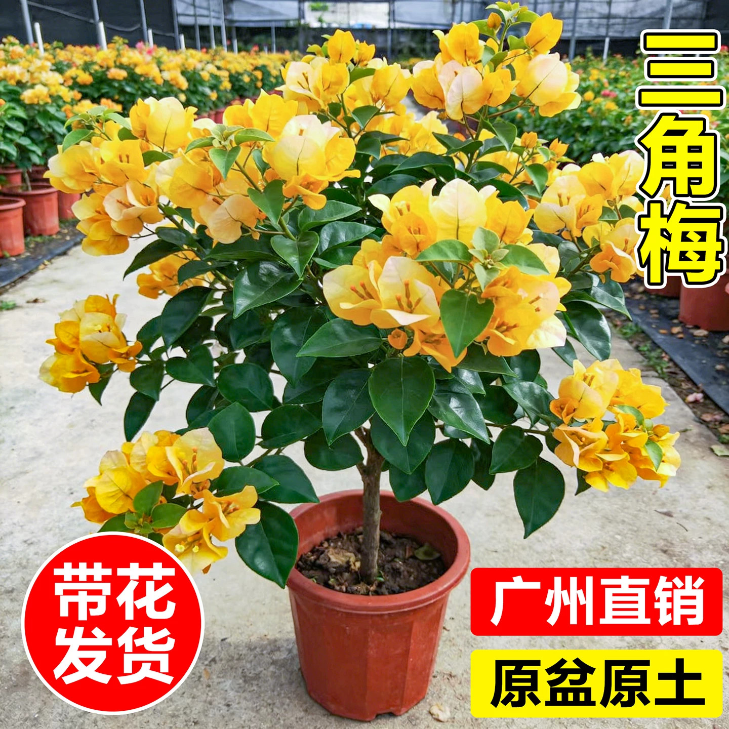 三角梅盆栽加州黄金带花苞老桩四季花卉室内阳台室外庭院开花植物