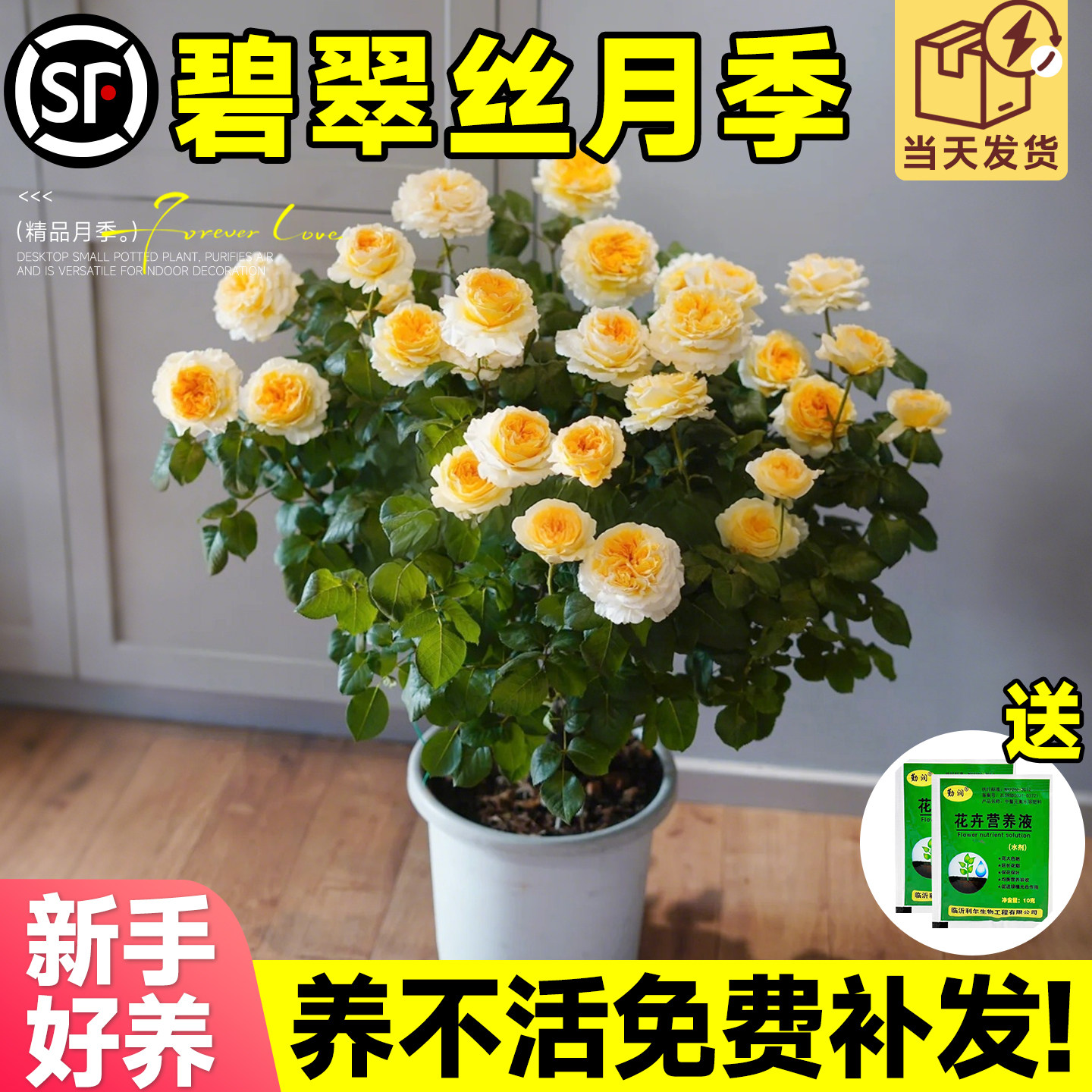 碧翠丝月季花苗阳台庭院玫瑰盆栽图片