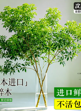 马醉木水培植物鲜切枝条盆栽真树室内小绿植日本吊钟客厅水养鲜花