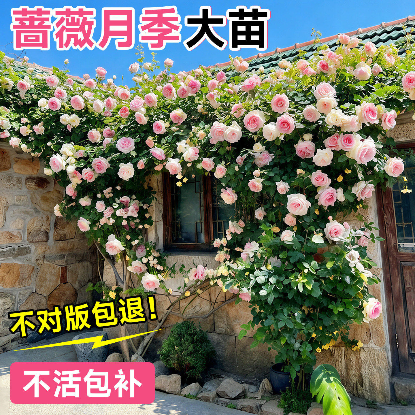 蔷薇花苗藤本月季花树大苗庭院爬藤植物阳台花卉爬墙玫瑰耐寒盆栽,鲜花速递/花卉仿真/绿植园艺,月季/蔷薇/玫瑰,淘宝优惠券,粉丝福利购,淘宝优惠卷
