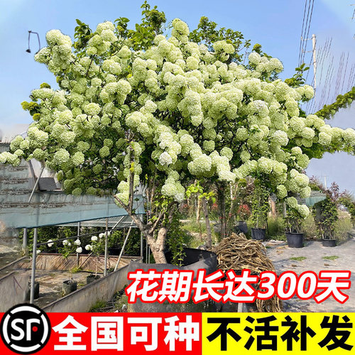 中华木绣球树苗木秀斗球白麻球苗庭院别墅耐寒盆栽四季开花风景树