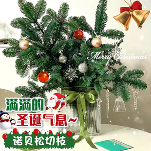 诺贝松鲜切圣诞节装饰花束云南基地直发家用桌面插花天竺少女松枝