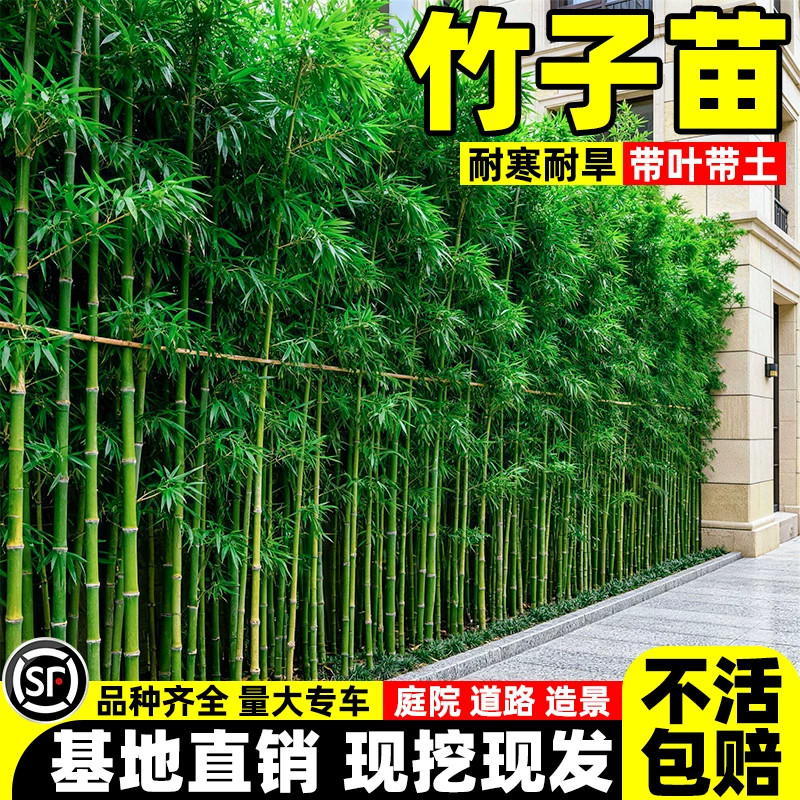 竹子苗庭院室内外观赏盆栽黄金竹罗汉竹紫竹苗毛青竹带土四季包活