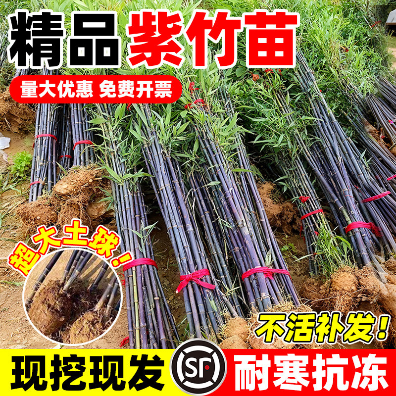 紫竹苗矮化竹子苗观赏绿植紫竹老根庭院室外耐寒热盆栽紫气东来竹