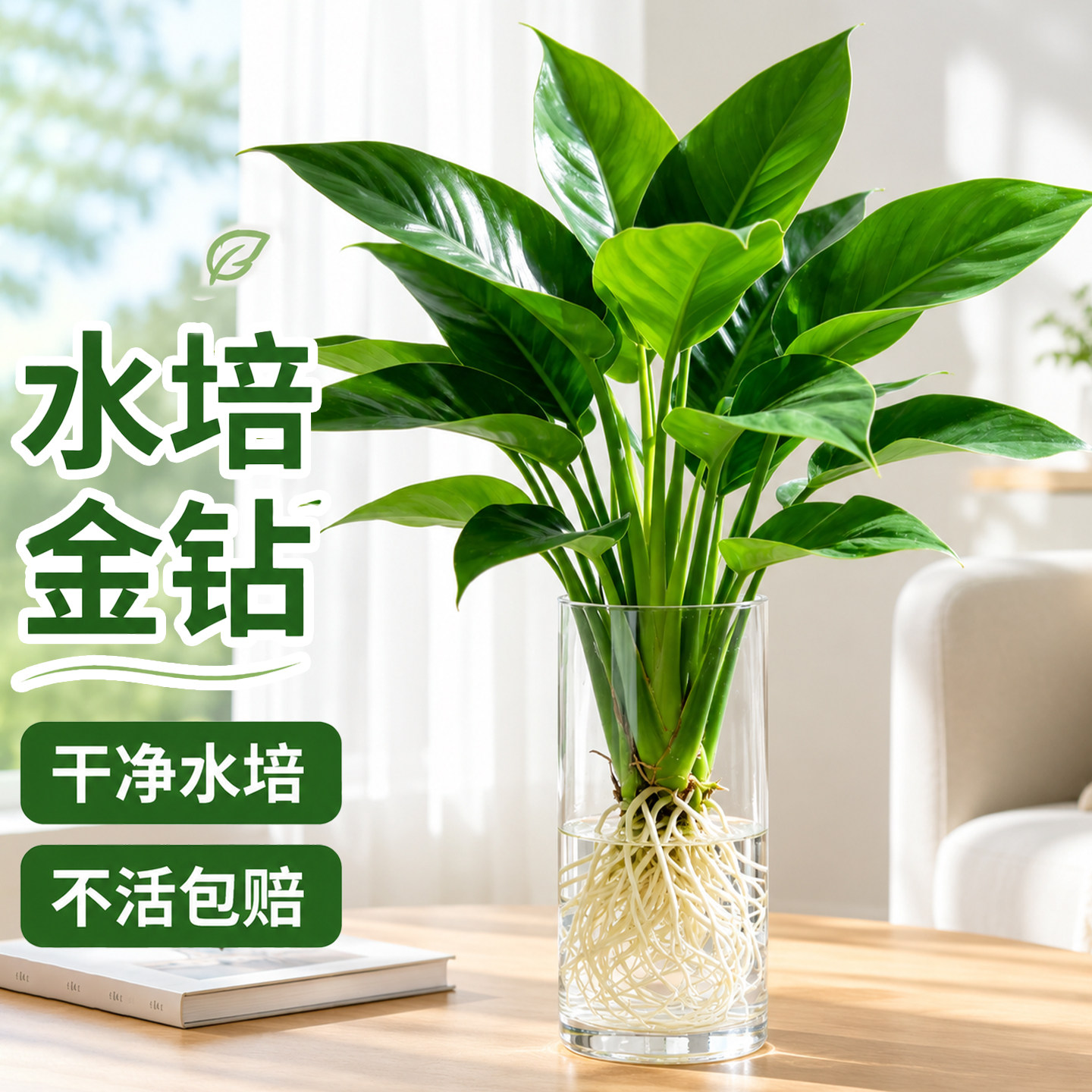 大叶金钻绿公主水培植物懒人好养图片