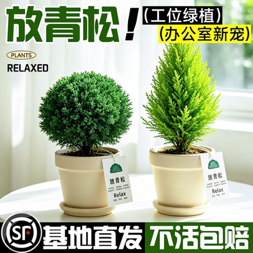 【情绪稳定小盆栽】香松雾凇盆栽
