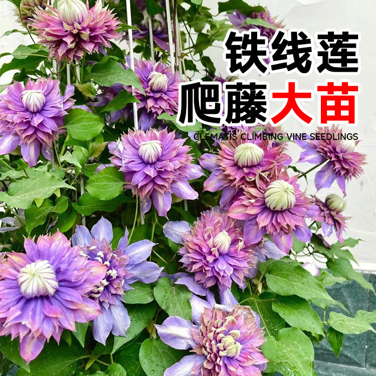 铁线莲大苗带花苞爬藤植物约瑟芬魔法喷泉苗花卉四季阳台庭院盆栽