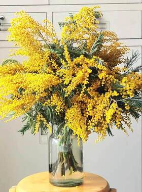 银叶金合欢鲜花云南直发家用插花黄色细叶合欢花鲜切花羽叶圣诞花