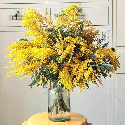 银叶金合欢鲜花云南直发家用插花