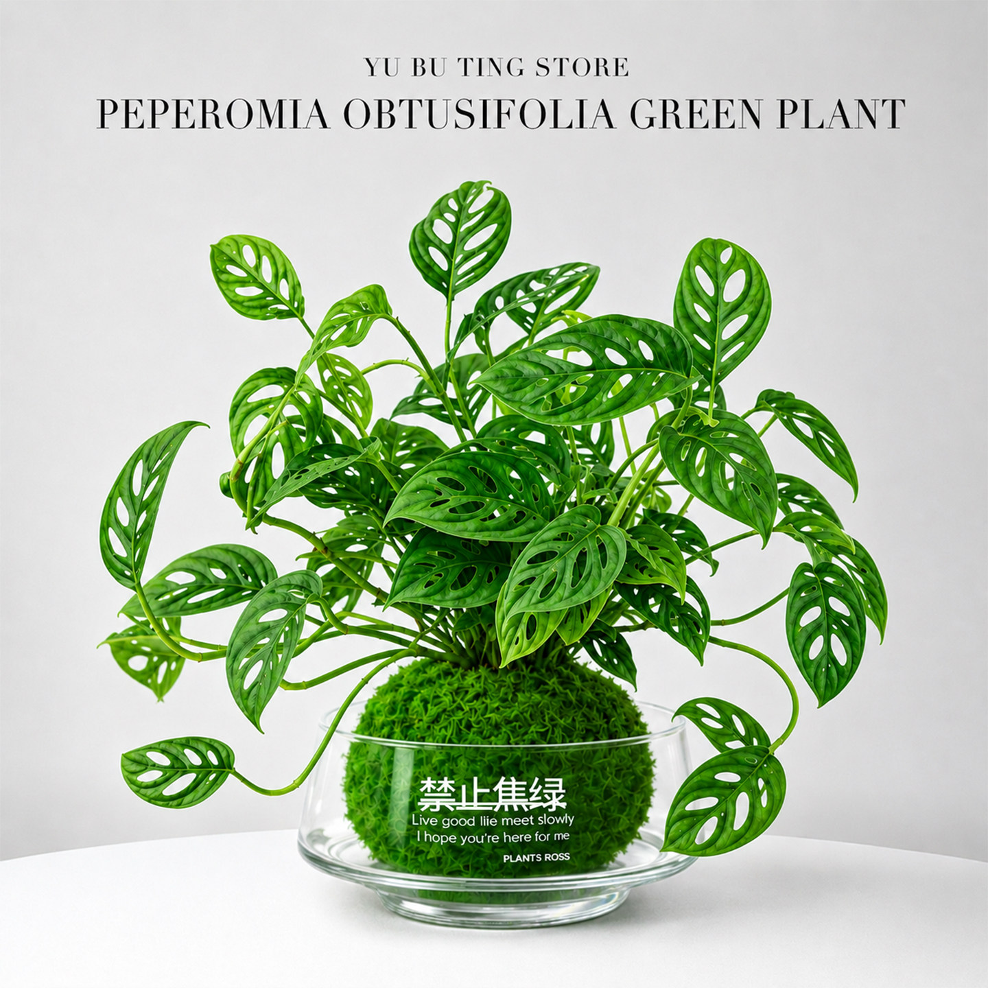 仙洞龟背竹水培植物室内绿植盆栽图片