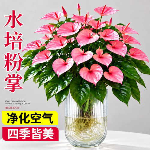 粉掌水培植物盆栽带花一帆风顺