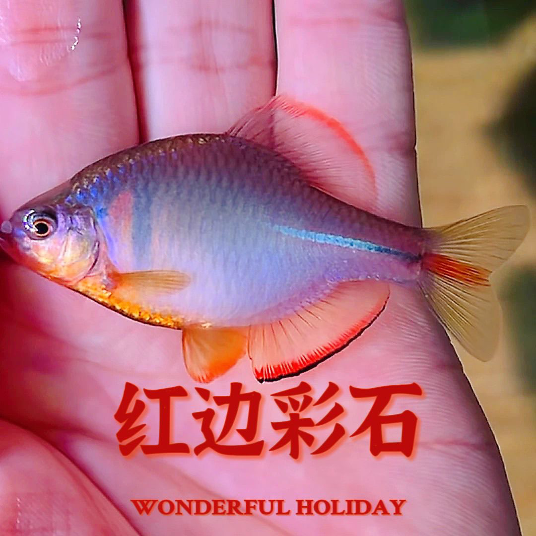 球体彩石鳑鲏红边鳑鲏七彩鳑鲏溪流原生鱼淡水鱼野采溪流鱼包邮