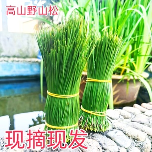 新鲜本地松针茶松针叶可泡茶泡酒蒸笼垫做酵素蒸包子酒店用松香味