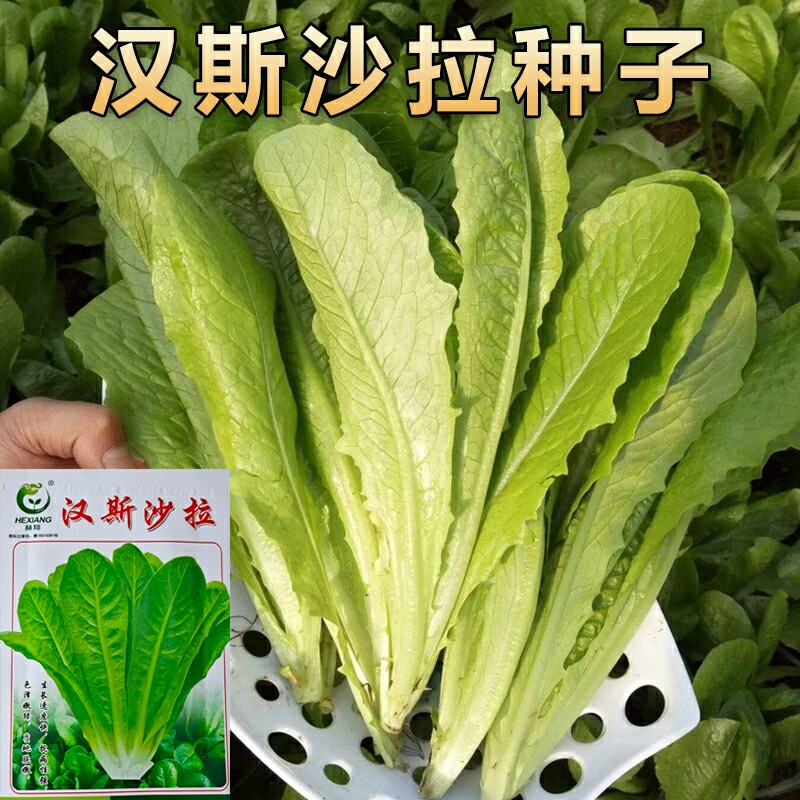 沙拉菜种子汉斯沙拉菜耐高温夏季秋播阳台速生易管理种植高产种籽
