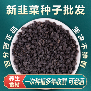 韭菜种籽韭菜种子韭菜籽种韭菜种植根香宽叶四季紫根韭菜蔬菜