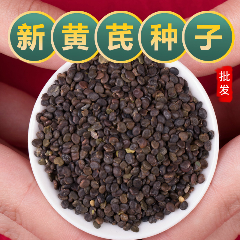 黄芪种子野生特级黄芪种籽中药材黄芪种植苗内蒙古铁杆棉黄芪种孑