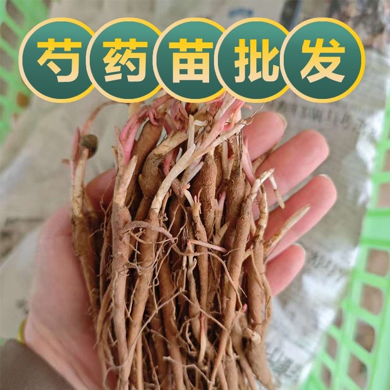 安国中药白芍苗赤芍种苗芍药药材白芍苗子白芍花种苗四季包邮批发