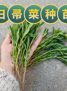 新鲜野菜现挖可食用扫帚苗扫把地肤草幼小苗农村老品种绿色农家菜