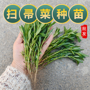 新鲜野菜现挖可食用扫帚苗扫把地肤草幼小苗农村老品种绿色农家菜