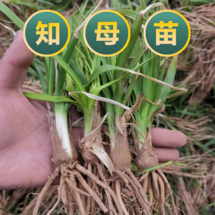 知母种苗新地参籽中药材精选种苗种植毛之母种苗春季四季管理简单