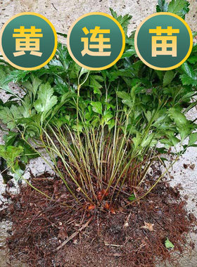 现挖新鲜黄连苗鸡爪黄连苗川黄莲味连带须根易成活绿植盆栽