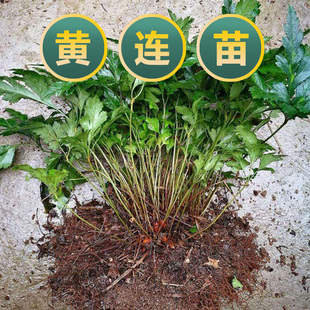 现挖新鲜黄连苗鸡爪黄连苗川黄莲味连带须根易成活绿植盆栽