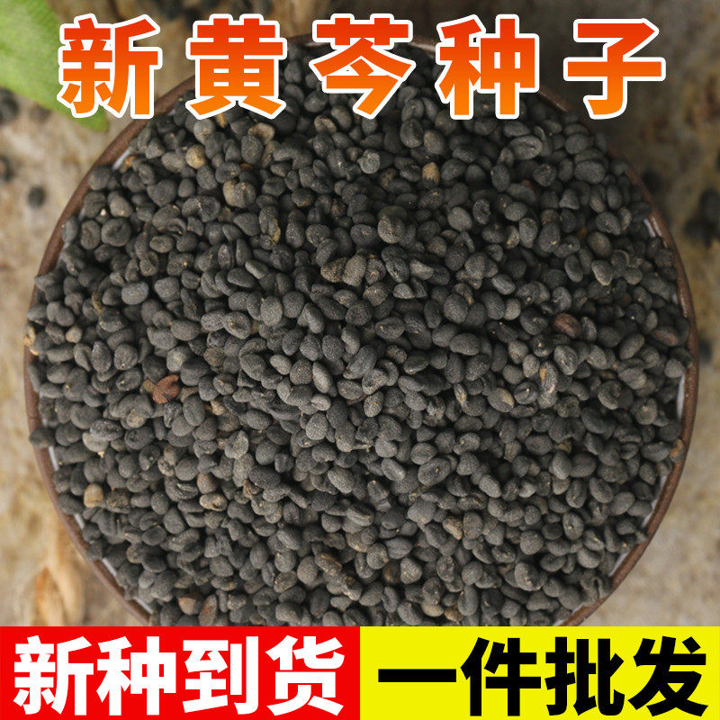 中药材黄芩种子黄芩种籽黄芩种植苗盆栽柴胡夏枯草甘草当归党参图片