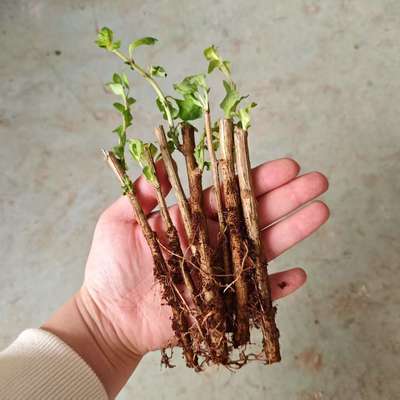 可食用大果枸杞苗盆栽地栽大叶红黑枸杞苗南方北方种植庭院果树苗