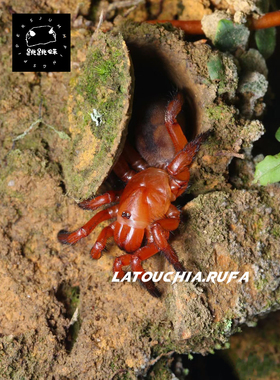 Latouchia.Rufa 红武士